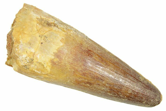 Fossil Spinosaurus Tooth - Real Dinosaur Tooth #363058